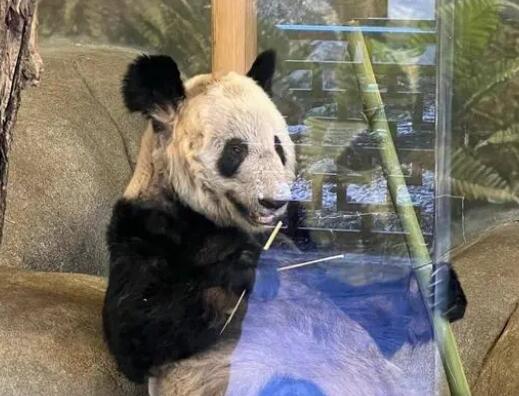 丫丫回国流程进行到哪一步了 真相揭露真的令人大吃一惊