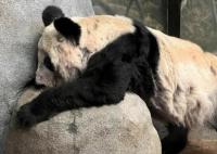 中方已为接返大熊猫丫丫做好准备 背后真相曝光简直太惊人了