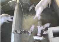 小猪打架被猪妈妈一秒制服 背后真相曝光简直太惊人了