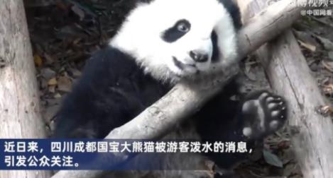 向熊猫福菀泼水3游客身份未确定 背后真相曝光简直太惊人了