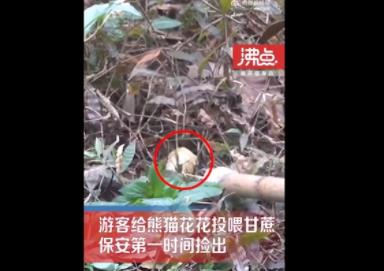 游客给花花投喂甘蔗保安捡出 到底是什么情况?