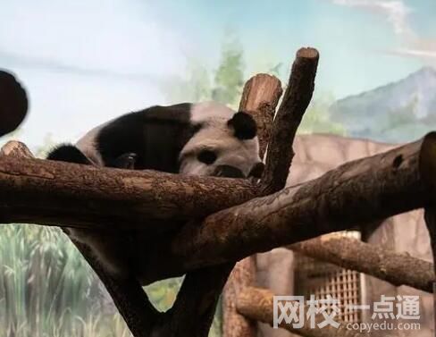 如意和丁丁在莫斯科有多受欢迎 真相曝光简直太惊人了 