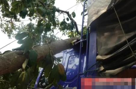 货车撞上“风水树” 村民索赔8.8万 背后原因简直惊呆了众人