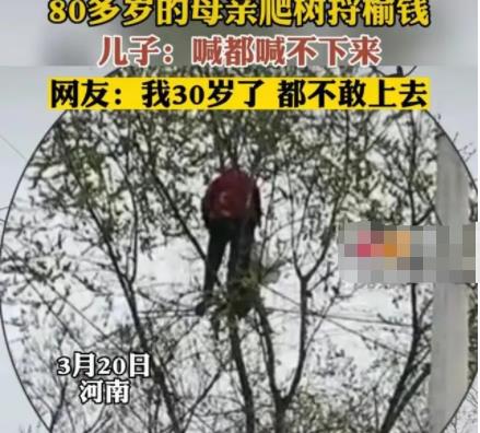 80多岁老太爬树摘榆钱 喊都喊不下来 到底是什么情况?