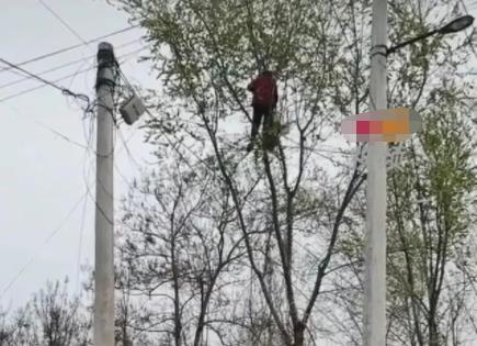80多岁老太爬树摘榆钱 喊都喊不下来 原因竟是这样实在是太意外了