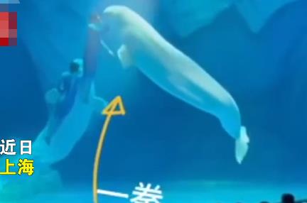 海洋公园回应工作人员拳打白鲸 结果真的令人大吃一惊