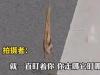 男子路遇纸片鸟一查竟是国保动物 真相离奇让人直呼太意外