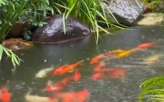 50多条锦鲤首尾相连“龙形游” 实在是太壮观了