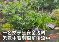 50多条锦鲤首尾相连“龙形游” 真相曝光简直太惊人了
