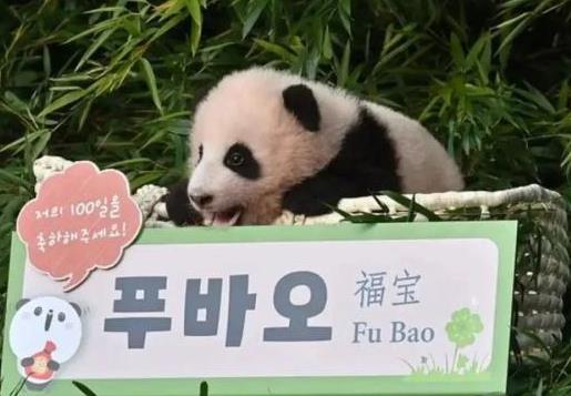 上万韩国人竞聘和大熊猫相关岗位 为什么这么受欢迎?