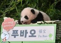 上万韩国人竞聘和大熊猫相关岗位 原因太出乎意料了