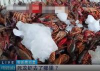 成吨死龙虾疑似被做成虾尾出售 真相曝光简直太惊人了