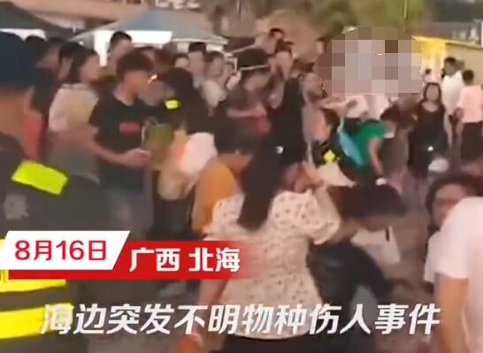 北海一浴场突发不明鱼类伤人事件 真相到底是什么?