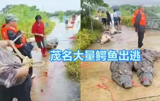 广东鳄鱼暴雨中出逃已抓回36条 事发时养殖场共饲养71条鳄鱼