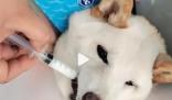 柴犬误食70粒布洛芬主人花5千救回 目前狗子恢复良好