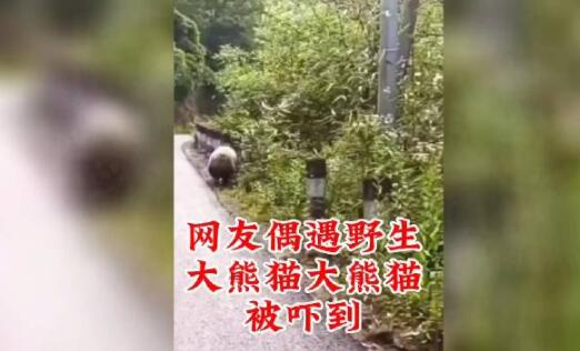 野生大熊猫被偶遇 下一秒拔腿就跑 直接吓到了