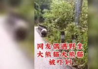 野生大熊猫被偶遇 下一秒拔腿就跑 直接吓到了