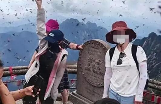 黄山景区回应“飞虫冲脸” 多到眼睛都睁不开