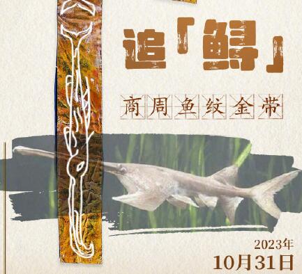 3000多年前长江白鲟被刻在金带上 商周鱼纹金带出土