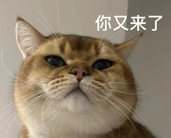 研究发现猫有276种表情 猫猫高兴的时候有什么表现?