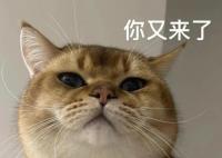 研究发现猫有276种表情 猫猫高兴的时候有什么表现?