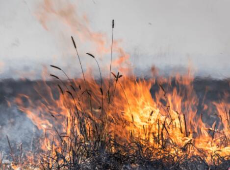 秸秆焚烧会带来什么影响 秸秆焚烧对大气环境产生的危害