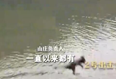贵州黔灵山猴子变“跳水队” 原因竟是这样太搞笑了