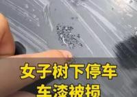 女子将车停在槐树下车漆被腐蚀 背后真相实在让人惊愕