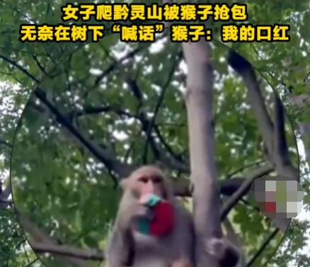 女子爬黔灵山被猴子抢包 无奈在树下“喊话”