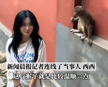 女生投喂黔灵山猴子被扇巴掌 究竟是怎么回事？