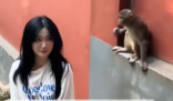女生投喂黔灵山猴子被扇巴掌 究竟是怎么回事？