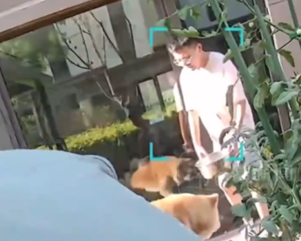 朋友用狗喝水的盆浇花被狗撕咬 内幕实在让人惊个呆