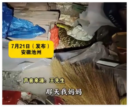 老人在杂物中发现“看家蛇” 这条蛇始终守护在蛇蛋旁