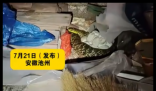 老人在杂物中发现“看家蛇” 这条蛇始终守护在蛇蛋旁