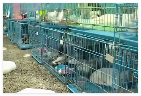 警方拦截违规运猫车救下900余只猫 到底是哪里来的？