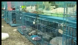 警方拦截违规运猫车救下900余只猫 到底是哪里来的？