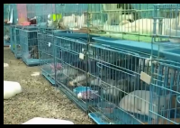 警方拦截违规运猫车救下900余只猫 到底是哪里来的？