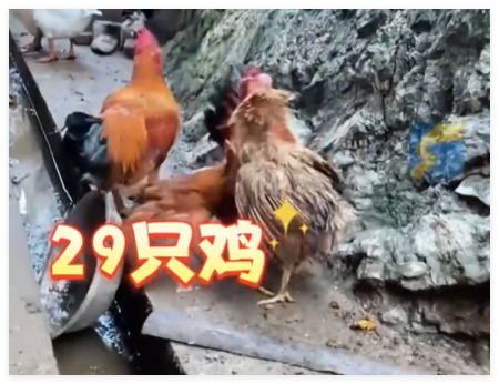 村民离婚因29只鸡怎么分闹上法庭 为什么引争议？