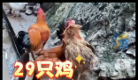 村民离婚因29只鸡怎么分闹上法庭 为什么引争议？