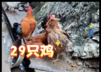 村民离婚因29只鸡怎么分闹上法庭 为什么引争议？
