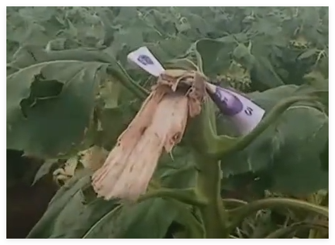 路人摘葵花后在枝头留钱 农户感动 不是钱多少的事