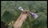 路人摘葵花后在枝头留钱 农户感动 不是钱多少的事