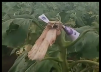 路人摘葵花后在枝头留钱 农户感动 不是钱多少的事