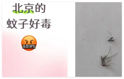 全球“最毒”的蚊子为何批量北上 究竟是怎么回事？