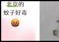 全球“最毒”的蚊子为何批量北上 究竟是怎么回事？