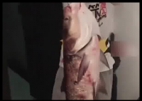 男子钓了一条大鱼 妻子情绪价值拉满 开门尖叫 欢呼着迎进屋