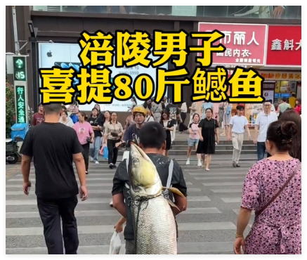 男子背着钓到的79斤鳡鱼在闹市穿行 事件始末2025最新消息
