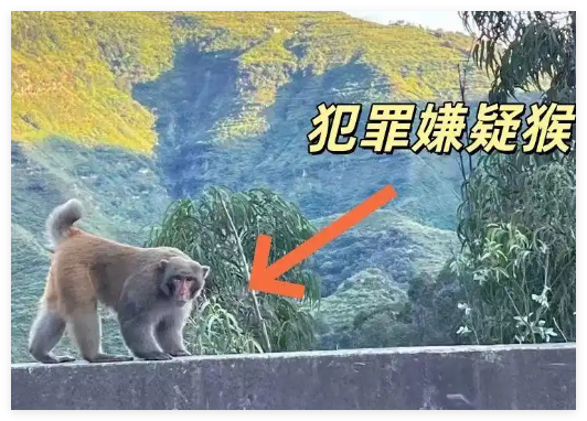 男子路边停车休息遭野猴入车袭击 实在太恐怖了