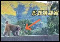 男子路边停车休息遭野猴入车袭击 实在太恐怖了
