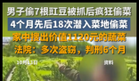 男子4个月偷菜18次获刑6个月 究竟是怎么回事？